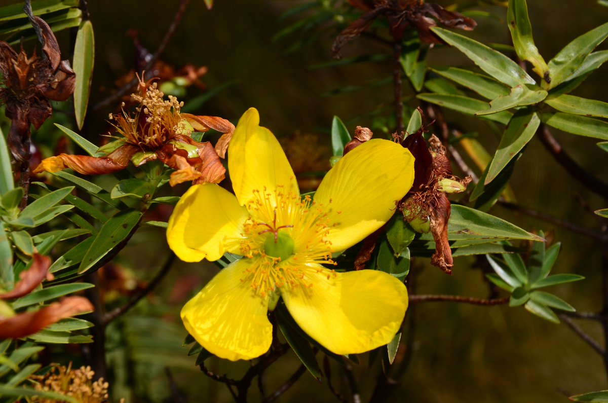 Hypericum revulutum  
facebook.com/groups/2336570…
#floraFriday #KenyanFlora #Nature
#photography #PlantPhotography
#naturelovers  #botany  #naturephotography
#wild #plantsci #flowers #wildlifephotography