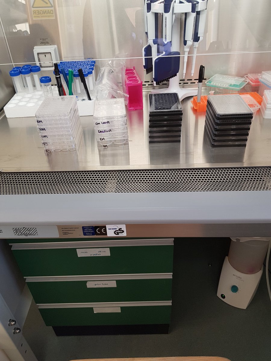 KateMadden17's tweet photo. Lately I've been learning about tissue culture and testing compounds for biological activity. It's really empowering to understand a little about what our colleagues in other disciplines do. So far I have learned that cell biologists are basically wizards @OxStem #Ilovemyjob https://t.co/8y83VkYuT3