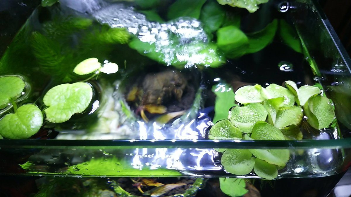 今日のベタ Twitter Search