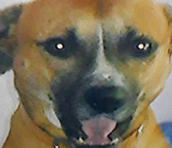 Missing Pets GB tweet media