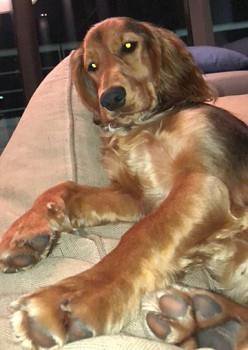 MissingPetsGB's tweet image. 🐕 #findSophie
Puppy Sophie was STOLEN from the TOWPATH opposite #GSK on 4 Feb
 #Brentford nr Boston Manor Park 
Sophie's elderly owners are distraught. She was wearing a pink collar. Gold coloured #cockerspaniel with a black back
doglost.co.uk/dog-blog.php?d