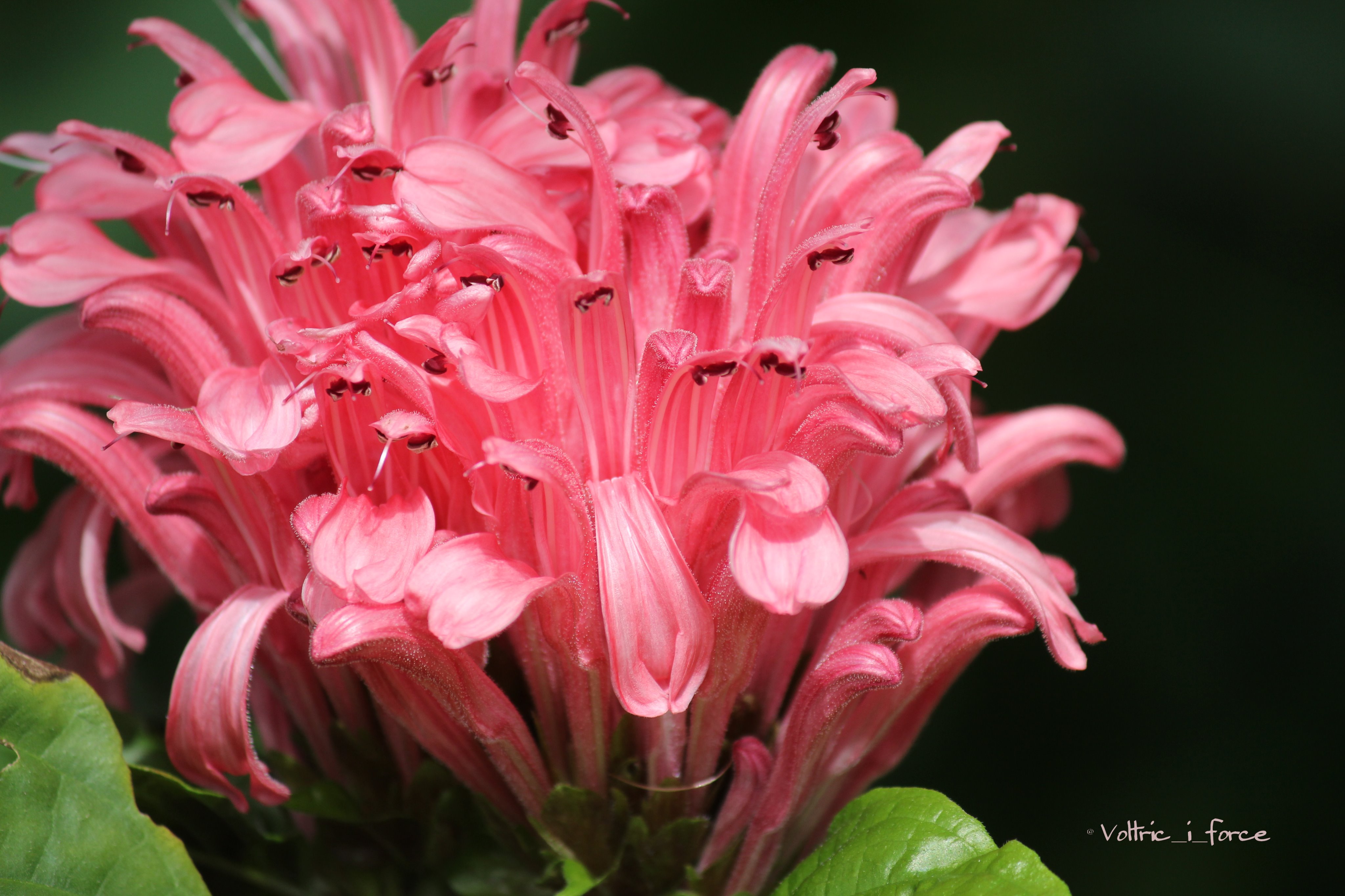 Vtifカスタマイズ 珊瑚花 サンゴバナ 別名 ジャコビニアです 9月12日撮影 年に二回の誕生花の日 やはりupしときましょ 2月15日 誕生花の一つ 珊瑚花 ジャコビニア 花言葉 華やかな恋 繊細な想い 揺れる心 熱意 煌き 女性美の極致 T Co