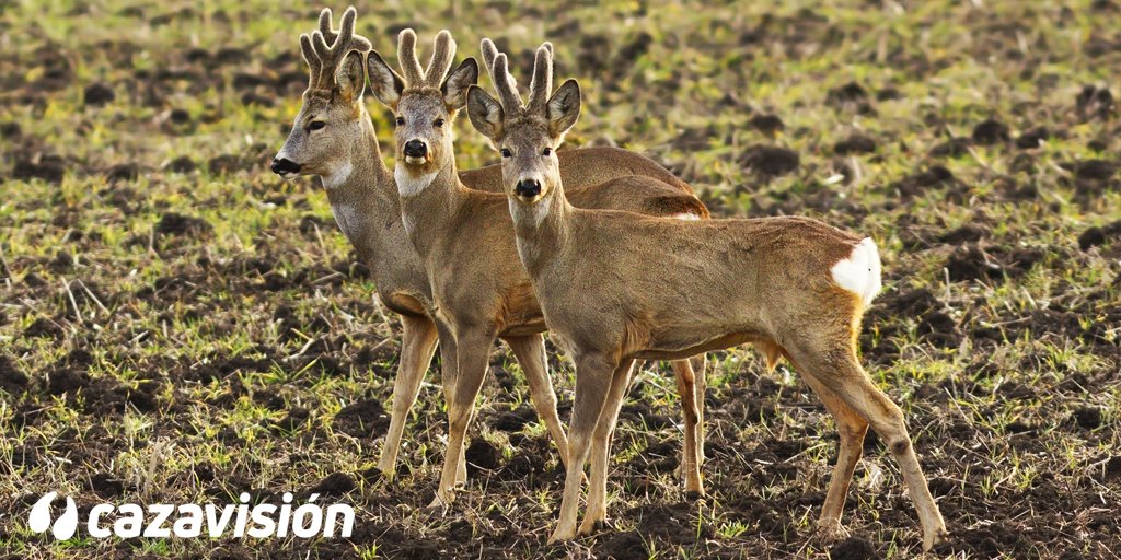 🤪¡Muy buenos días familia!🤪
¡¡Llegó el viernes!! 🥳 Y lo recibimos con este trío de ases 
¡Vamos! que nos quedan horas para el fin de semana 💪

#caza #cazadores #BuenosDías #FelizViernes #FelizFinde