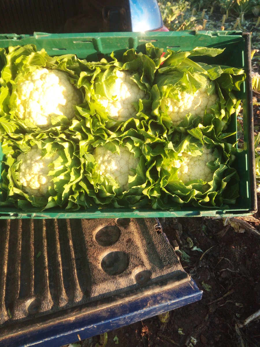 MeadowsideNurs1's tweet image. Cutting cauli on this beautiful #morning in a #Spring like #Cornwall  for all the good people in the Truro are who will be coming down to @TruroFarmersMkt tomorrow #SaturdayMorning @VisitTruro #buylocal