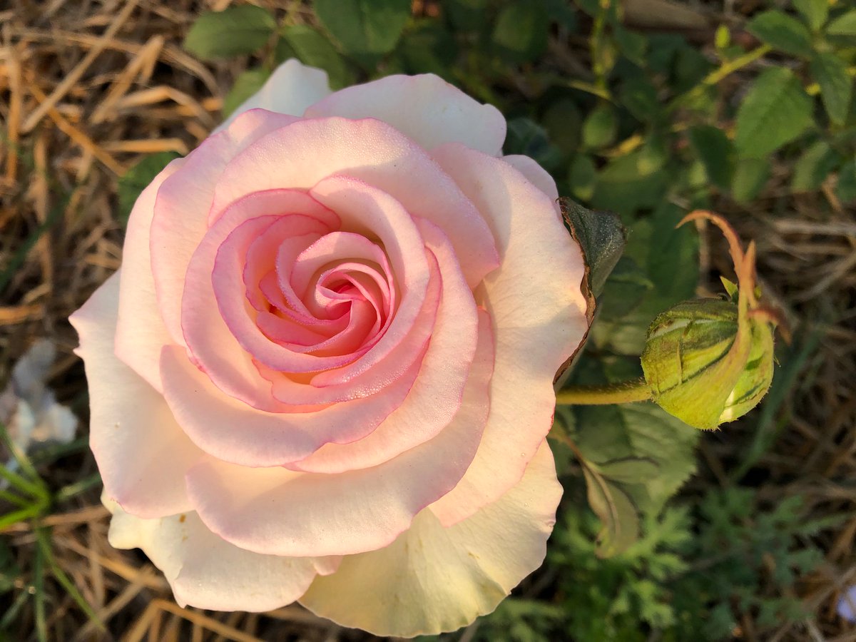 HemasriChava's tweet photo. What’s happening?
Enjoying the #GreenKanha
Flowers are the greatest expression of God
Leading to the future https://t.co/HjpX5iGjS8