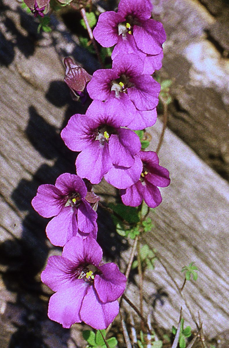 Endemic Plants of Chile tweet media