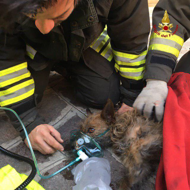 vigilidelfuoco's tweet image. #15feb, recuperato dai #vigilidelfuoco privo di sensi in una casa in fiamme e soccorso con aria in maschera fino alla sua completa ripresa. Questa è la disavventura di un cagnolino stamattina a #Bologna
