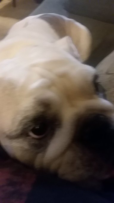 Rossie my old man's parents dog. She is so precious.. such a love bug... https://t.co/6NgJqxatXV<a href="/tag/newprofilepic"class="tags"><span>#newprofilepic</span></a>