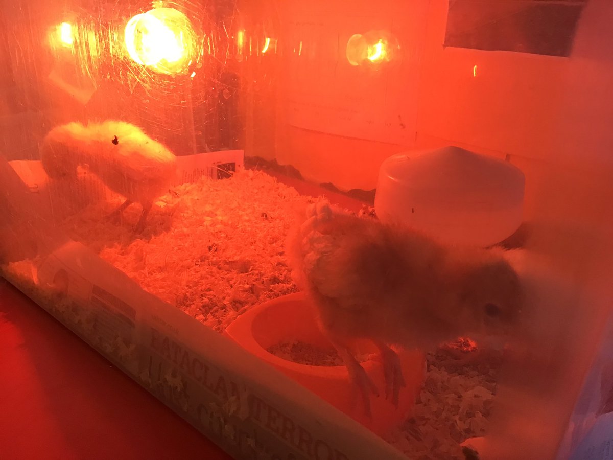 ThorpPrimary's tweet image. Today is the last day of the chicks in the year one classroom. Thank you and well done to all the year one children and staff that have done a great job of looking after them. @eggsploring we have loved having them!
