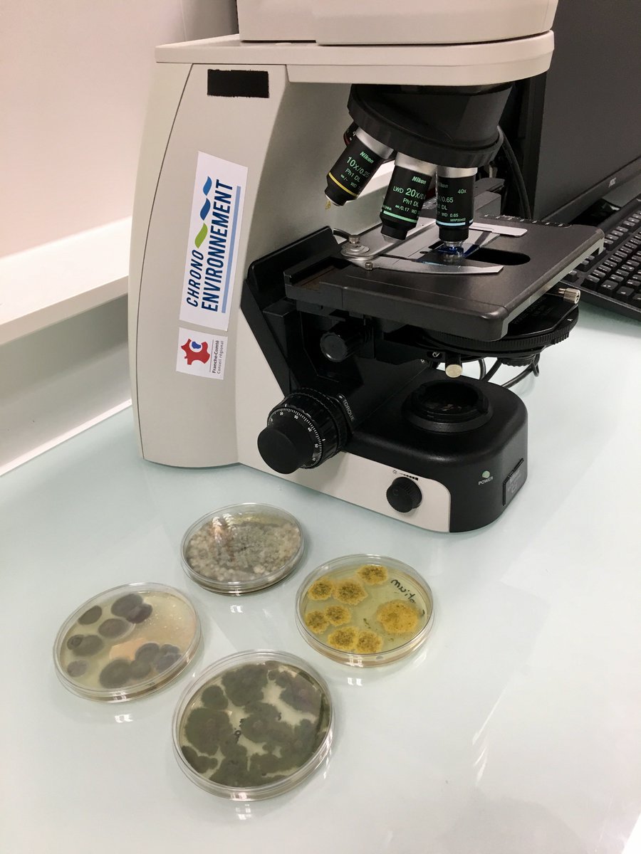 fc_univ's tweet photo. Qu'est-ce qu'une moisissure ? Pourquoi s'attaquent-elles à nos logements ? Steffi Rocchi chercheuse au laboratoire @Chrono_env de l'Université de Franche-Comté et au #CHRUBesançon nous explique tout dimanche soir à 20h25 dans E=M6 https://t.co/kdQ7YGodm3