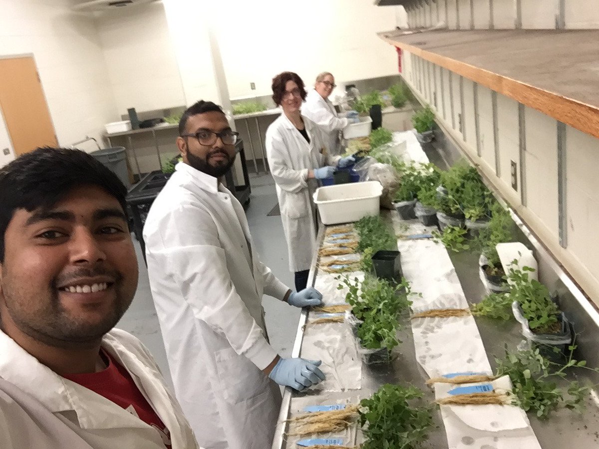 nimllash's tweet image. Little late on posting, but celebrated valentines day with this amazing pathogen (Aphanomyces euitiches) in Canadian prairies and of course with these amazing people too :) #UofSresearch #pulsepathology #Aphanomyceseuitiches #plantpathology #lovefungi