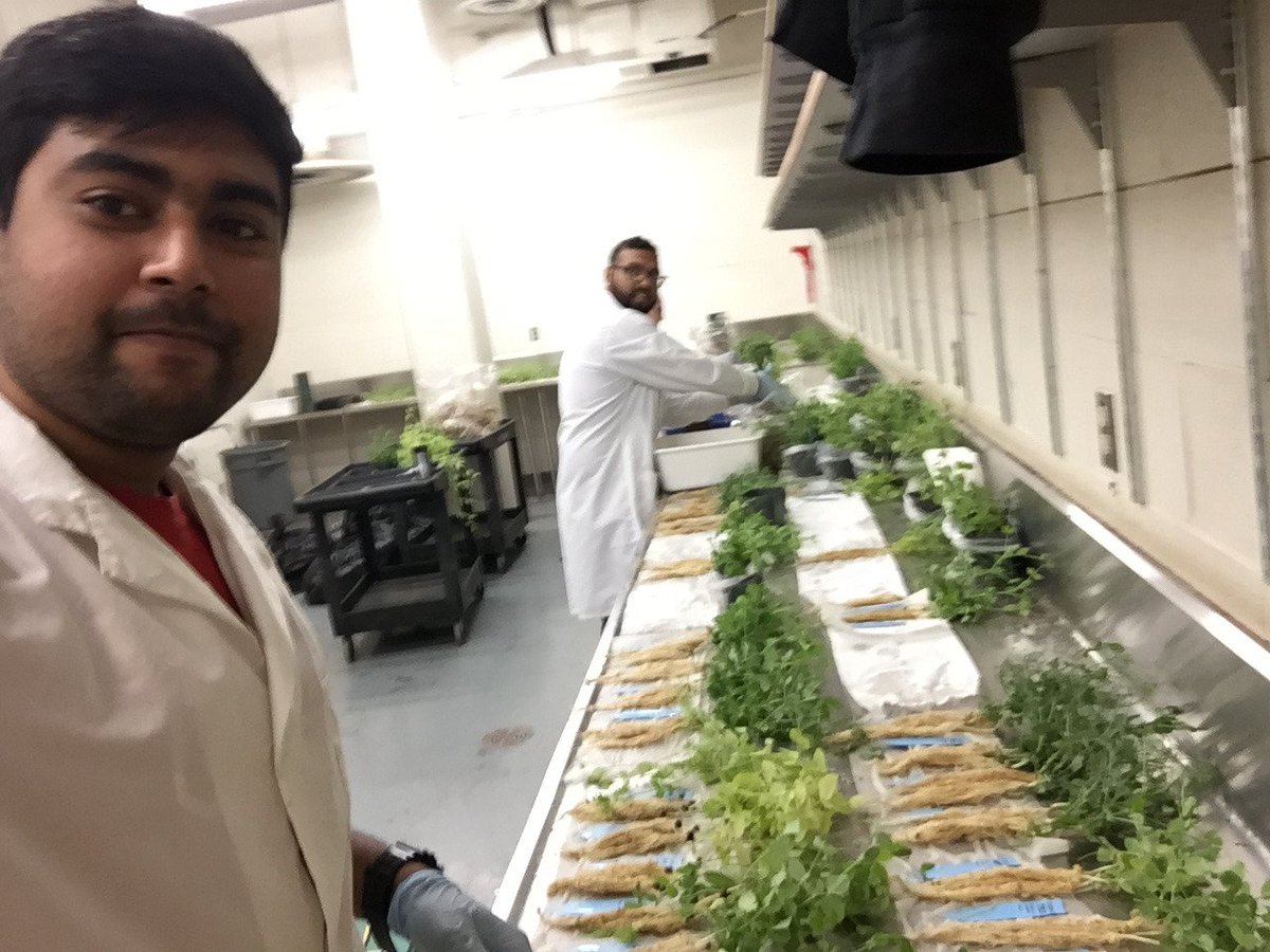 nimllash's tweet image. Little late on posting, but celebrated valentines day with this amazing pathogen (Aphanomyces euitiches) in Canadian prairies and of course with these amazing people too :) #UofSresearch #pulsepathology #Aphanomyceseuitiches #plantpathology #lovefungi