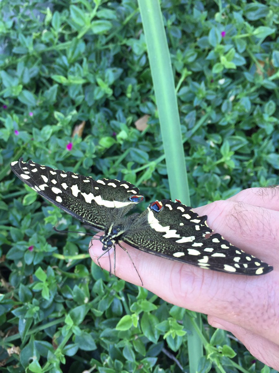 WandererASMR's tweet image. Whenever I find butterflies on the ground I always carefully pick them up and relocate them to higher ground incase they get stomped on, this one however didn’t want to leave my hand and kept crawling higher up my arm.