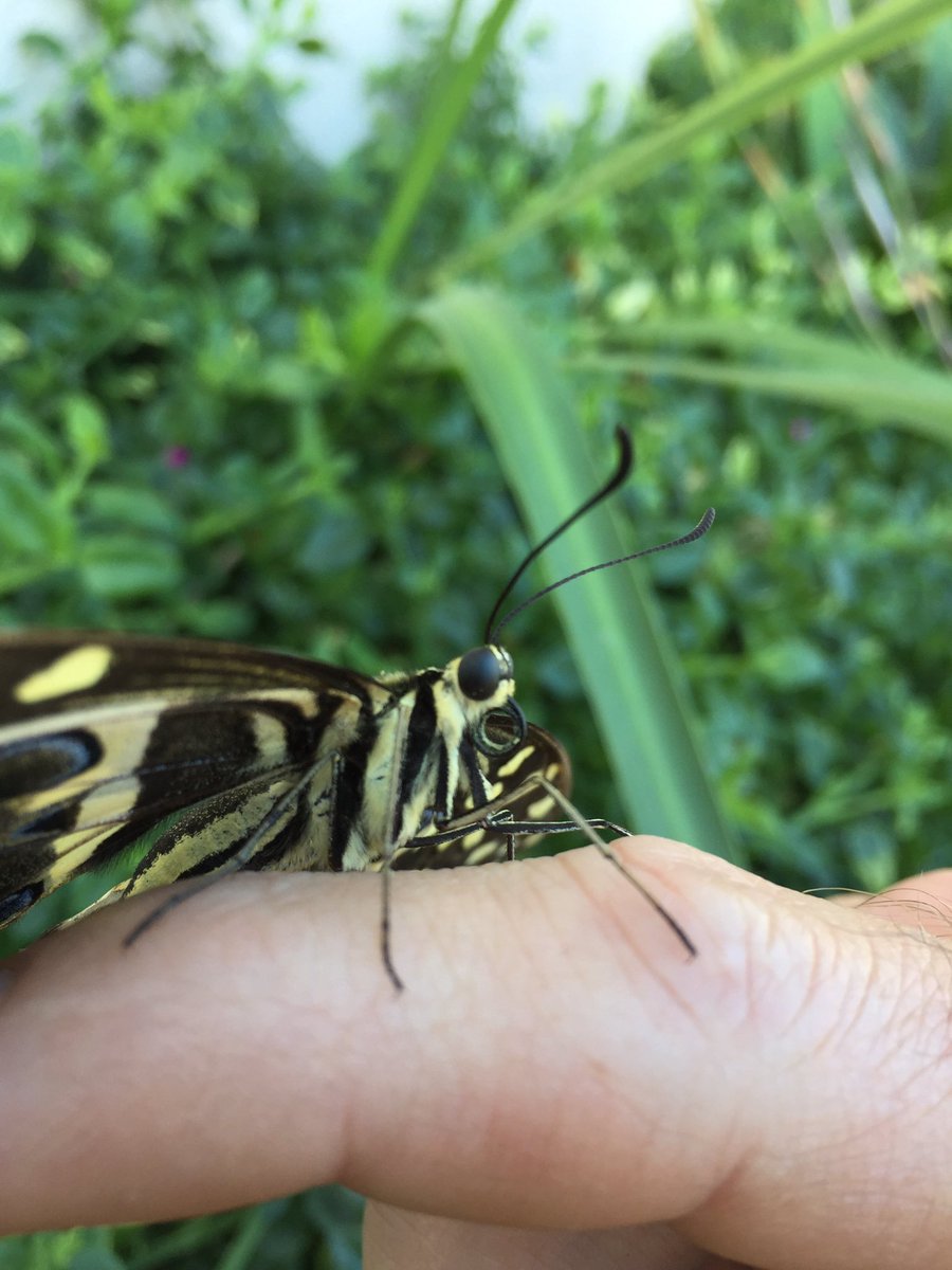WandererASMR's tweet image. Whenever I find butterflies on the ground I always carefully pick them up and relocate them to higher ground incase they get stomped on, this one however didn’t want to leave my hand and kept crawling higher up my arm.