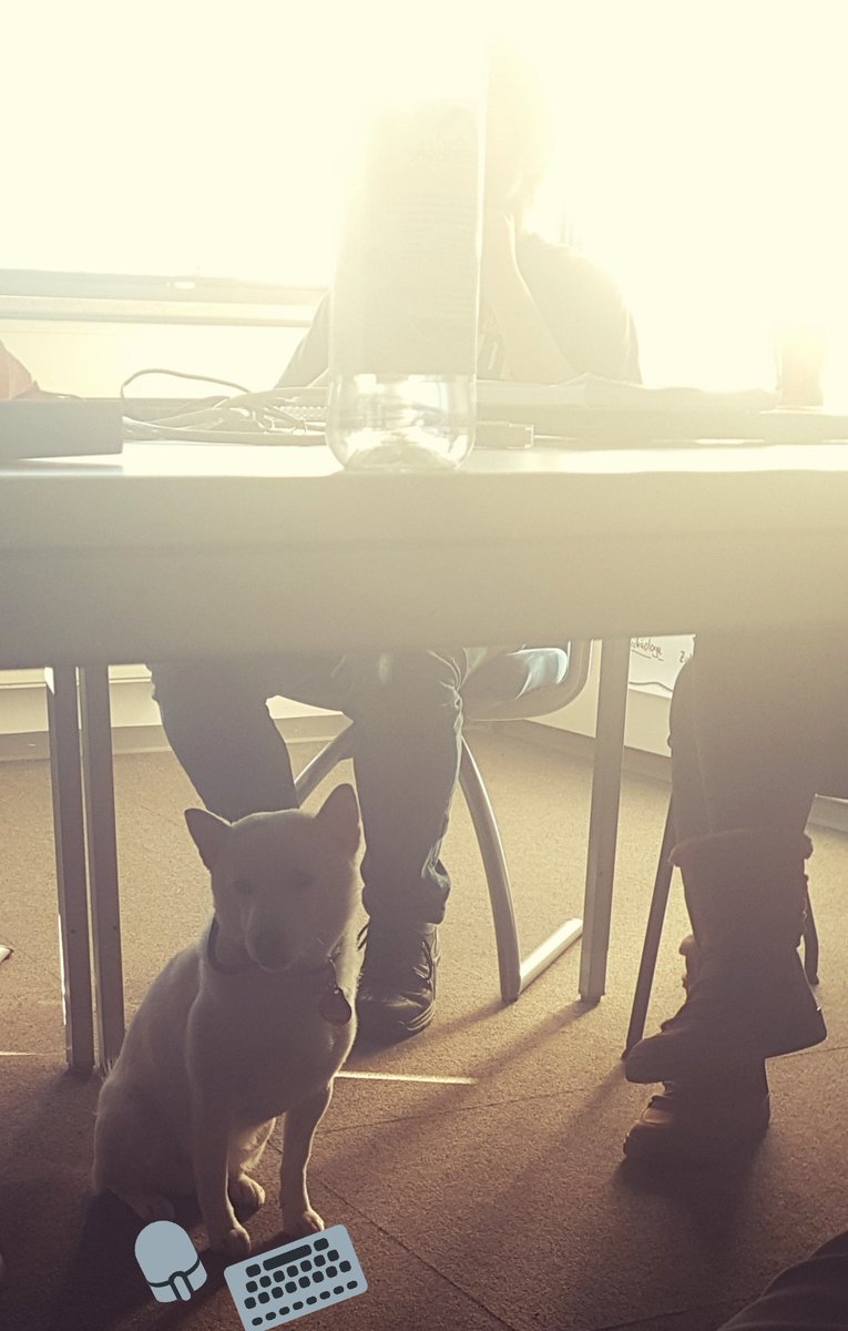 ULSolutionsSIS's tweet photo. Heute im #TechTalk "Automated GUI-Testing" mit Christoph. Ganz geheim unter dem Tisch auch mit dabei: #HackerHund Yuki. ⌨🖱 🐕 https://t.co/MLimfrDv9Y