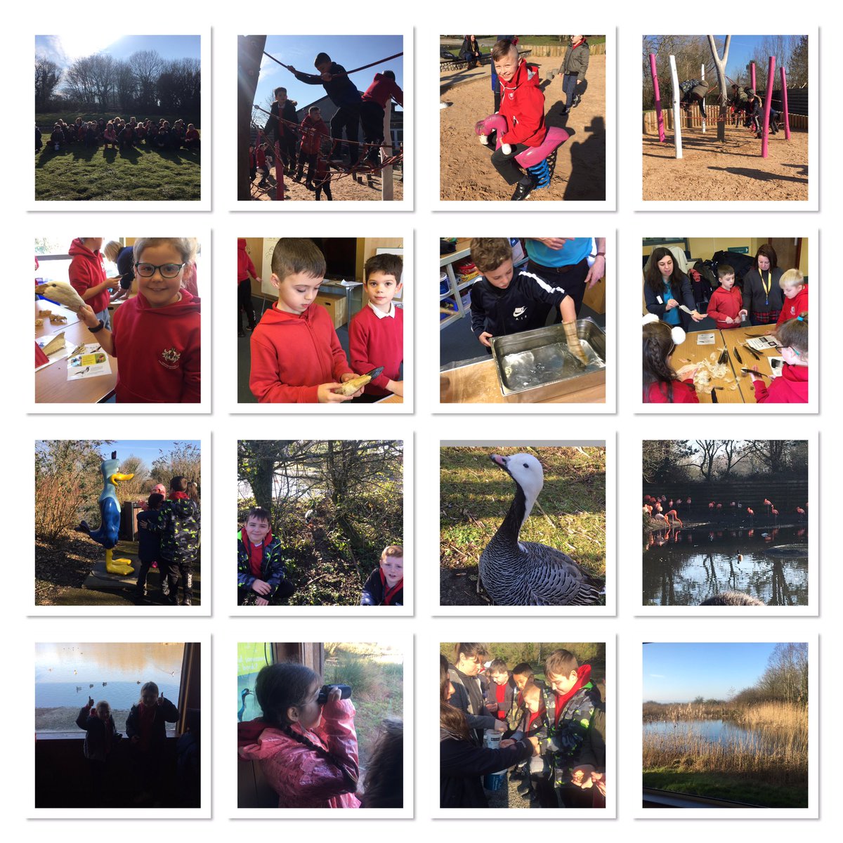 Gwyrosydd2013's tweet photo. We have had a brilliant day learning all about birds at @WWTLlanelli ! The children have said this is the best trip they have been! Diolch for a fantastic day! #learig #fun #up,up&away https://t.co/NQXl9636ud