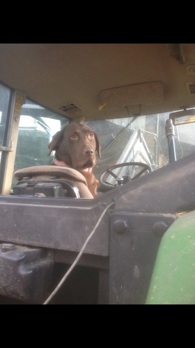 “You wouldn’t mind sticking the pin in that top link there would ya” 🐶