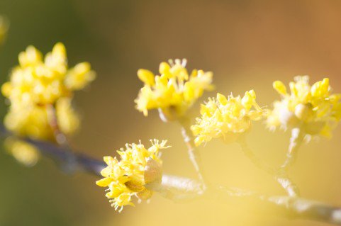 f328com's tweet image. 2月15日の花 f328.com/blog/?p=4666