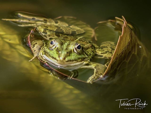 tr_photography's tweet photo. Quaaak
________________________________________
#animals #frog #green #erlangen_de #tiere #frosch #mfnerds #lumix #cfv #botanischergarten #botanischergartenerlangen
________________________________________
@microfournerds @microfourthirdsgallery @chipfot… https://t.co/yPJK9iLIZz https://t.co/A4X15CULJC