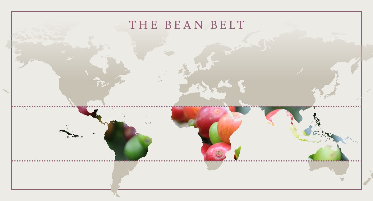 lincolnandyork's tweet photo. 🌎☕ | Here's the answer to the question 'where does #coffee come from'? 

🌱 Coffee plants prefer rich soil &amp; mild temperatures, with lots of rain &amp; shaded sun. 

😋 Flavours of coffee differ, depending on the terrain &amp; climate. 

#BeanBelt > https://t.co/bzXbVO37Km https://t.co/C2U8IOHmB9
