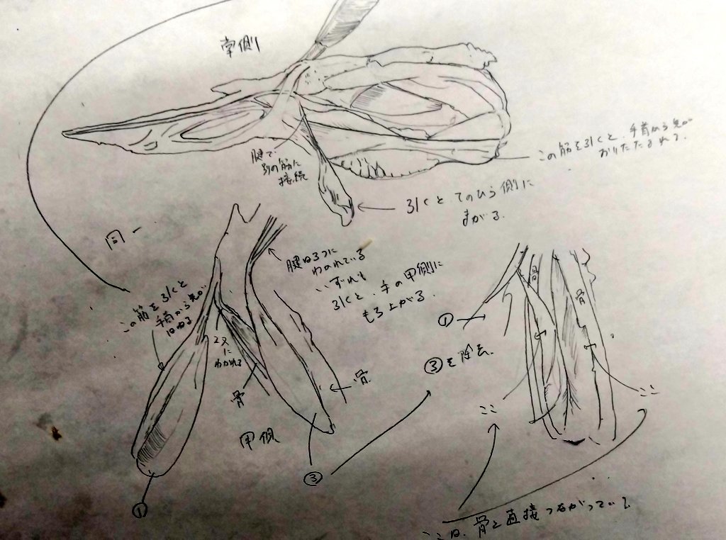 手羽先の解剖