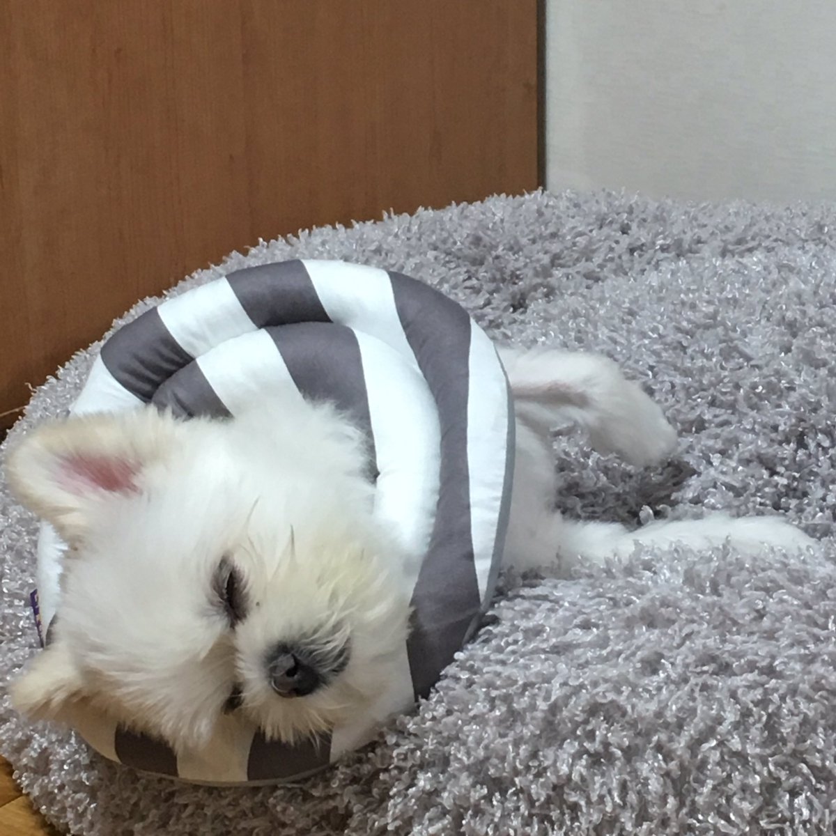 hi_bani's tweet photo. 정신없이 자는 타입 https://t.co/Uy6wNUssAZ