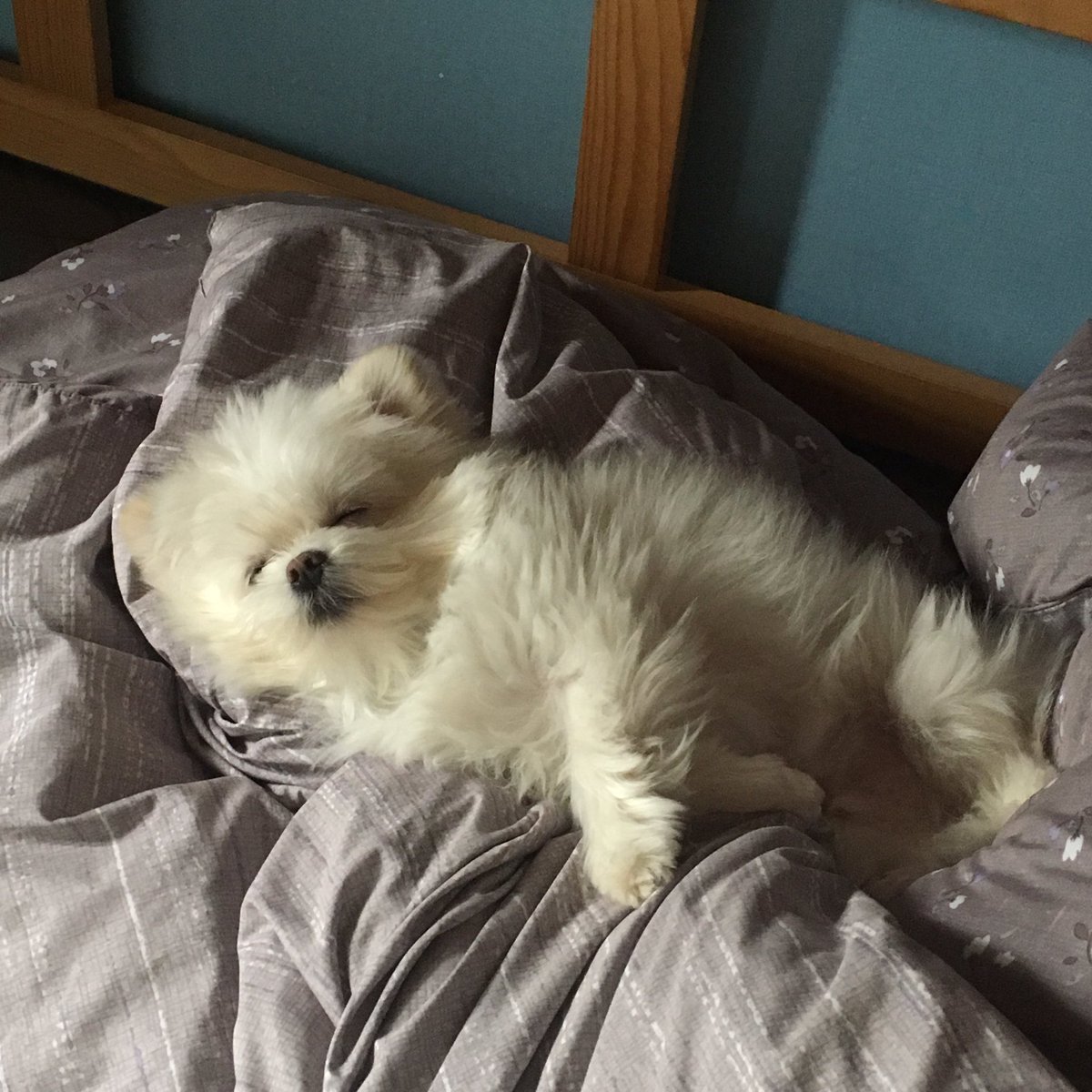 hi_bani's tweet photo. 정신없이 자는 타입 https://t.co/Uy6wNUssAZ