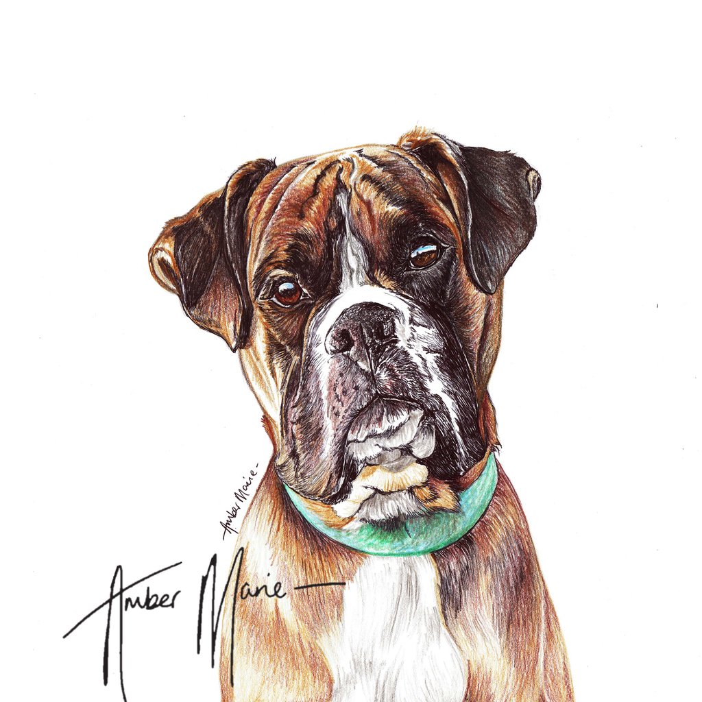 ambermariedogs's tweet photo. Most Pupular Dog of the Day - Bo the #boxer

#biroart #artist #artwork #creativeanimalart #colouredpencilart  #animalart #animalcreatives #realism #realisticdrawing #art_hyperrealistic #drawing #art_4share #petportraiture #petart #petportrait #dogartist #handmadealphas🐺🐾 https://t.co/UiEE4t02q8