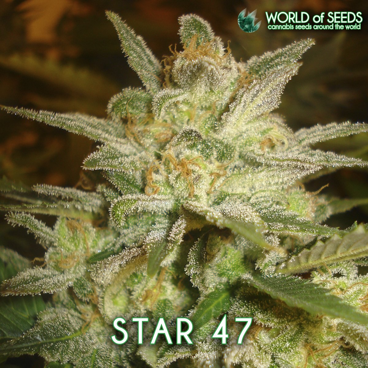 #Star47 💚🌱 #WorldofSeeds #WoS #CannabisSeedsAroundTheWorld #CannabisStrains #CannabisSeeds #Indica #IndicaStrain