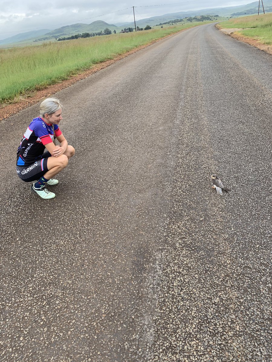 Ben Melt Swanepoel tweet media