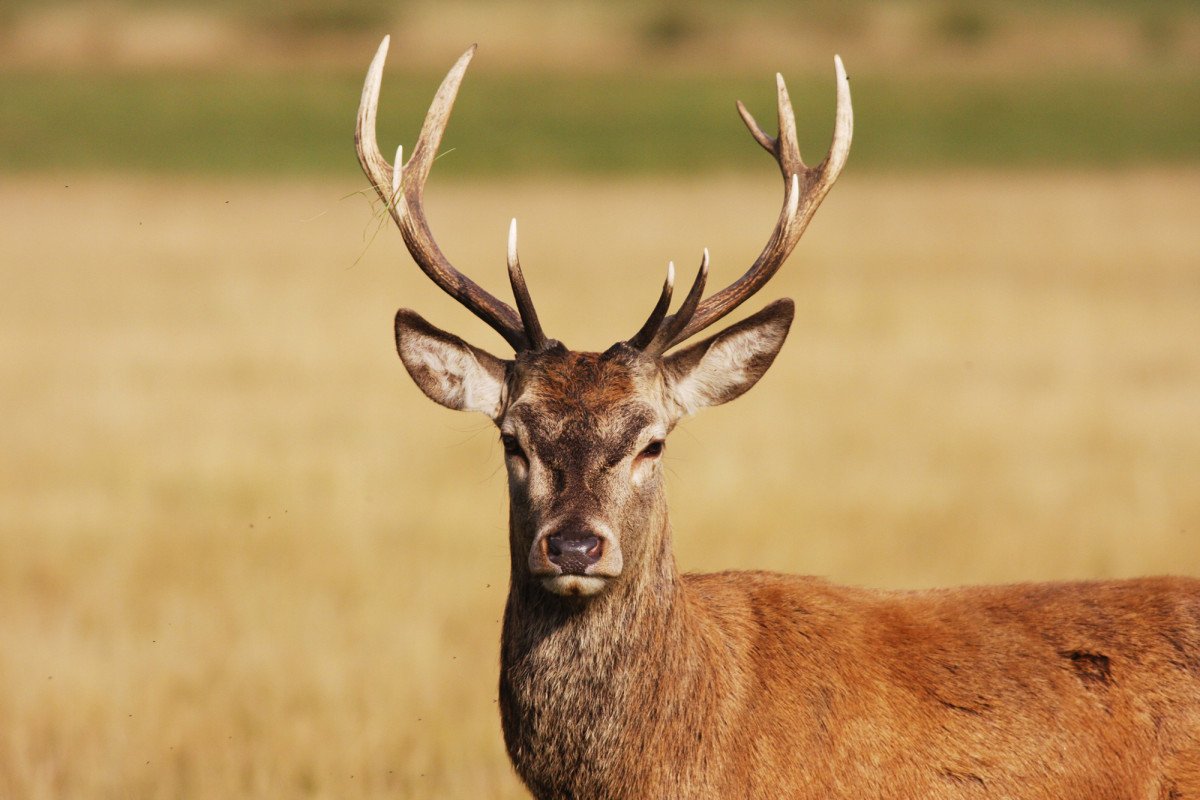 nypost's tweet photo. Congress scrambling to study disease turning deer to 'zombies'—which could spread to humans https://t.co/zBs33AEN25 https://t.co/bsheDy2uML