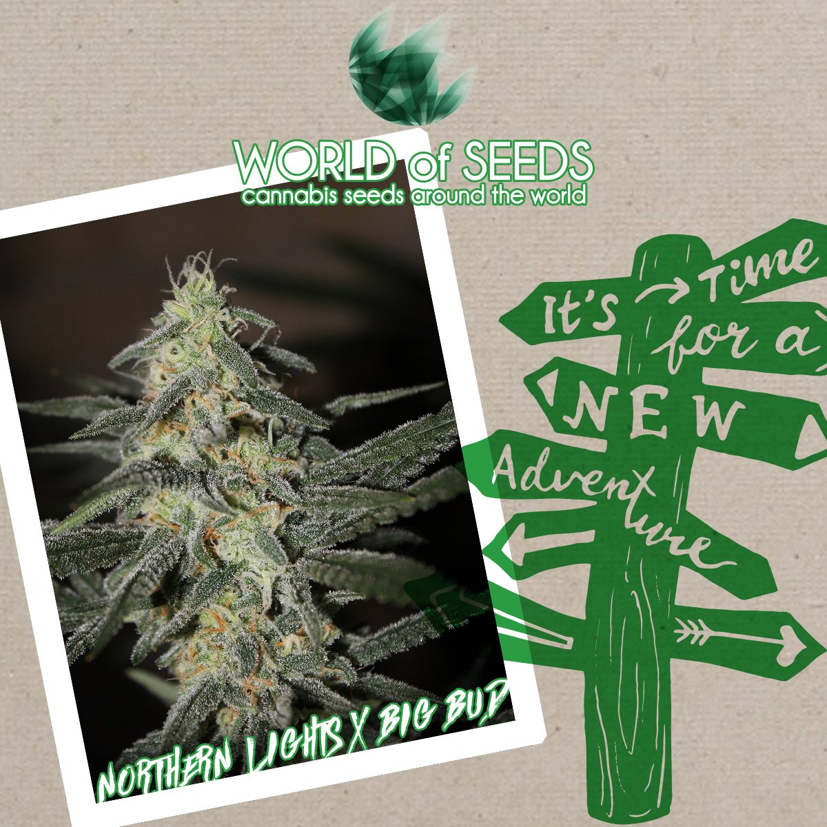 Northern Lights x Big Bud! 🛣🗺#CannabisSeedsAroundTheWorld 💚🌱 #NorthernLightsXBigBud #WorldofSeeds #WoS #CannabisStrains #CannabisSeeds #Seedsbank #cannabisseedsbank #indica #indicastrain #cannabisindica #weedstagram #weedporn #weedplant