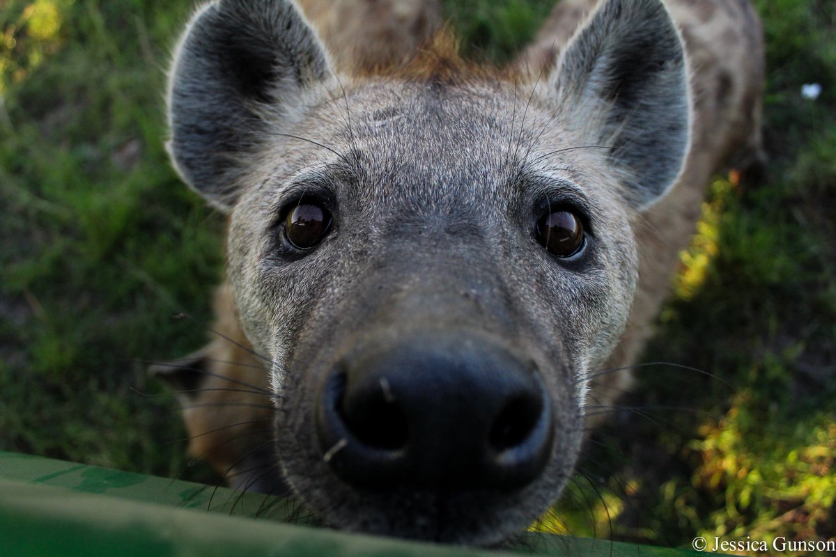 I don't care what your study species is, it's not as cute as mine #academicvalentine #spottedhyena #FisiFieldwork