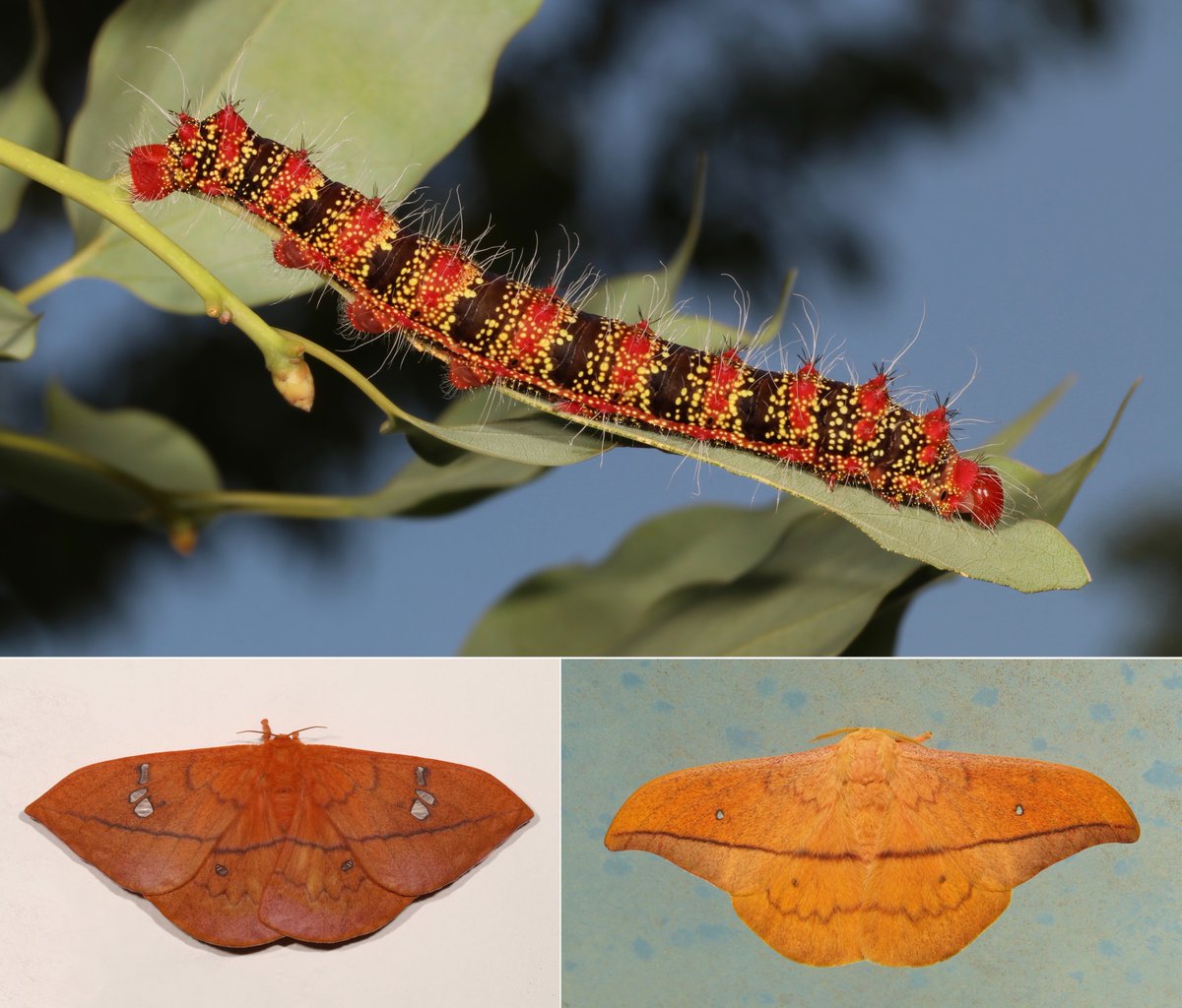  #METAMORPHOSIS - Cricula Silk  #Moth (Cricula trifenestrata, Saturniidae)(female moth on the left, male on the right) https://flic.kr/p/SBdDQ3  #insect  #China  #Yunnan  #Lepidoptera  #entomology