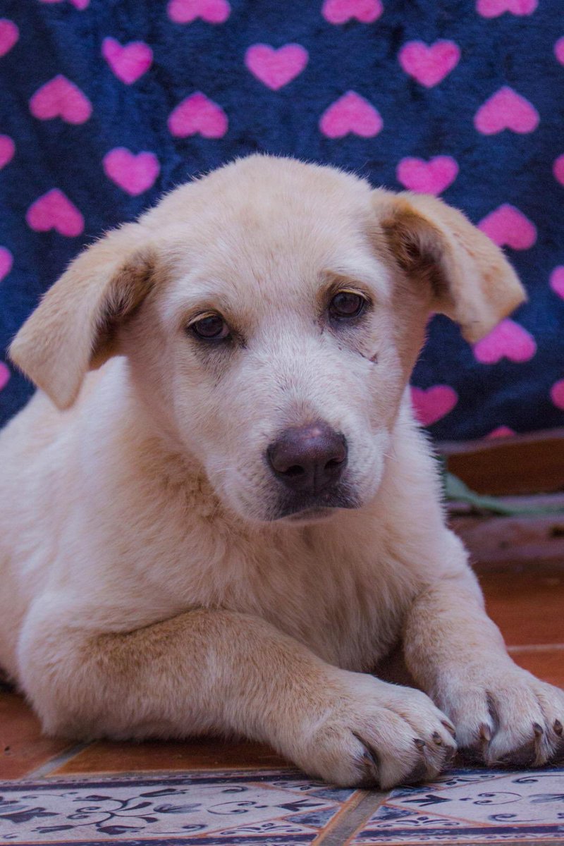 protemalaga's tweet photo. Necesitamos acogida para Elsa, encontrada en mitad de un campo con su hermanita Frozen.
Tiene cuatro meses 
Si tú puedes acogerla, escribe un mail con tu teléfono a 
acogidasprotectoramalaga@gmail.com https://t.co/qDu6ZzCBUo