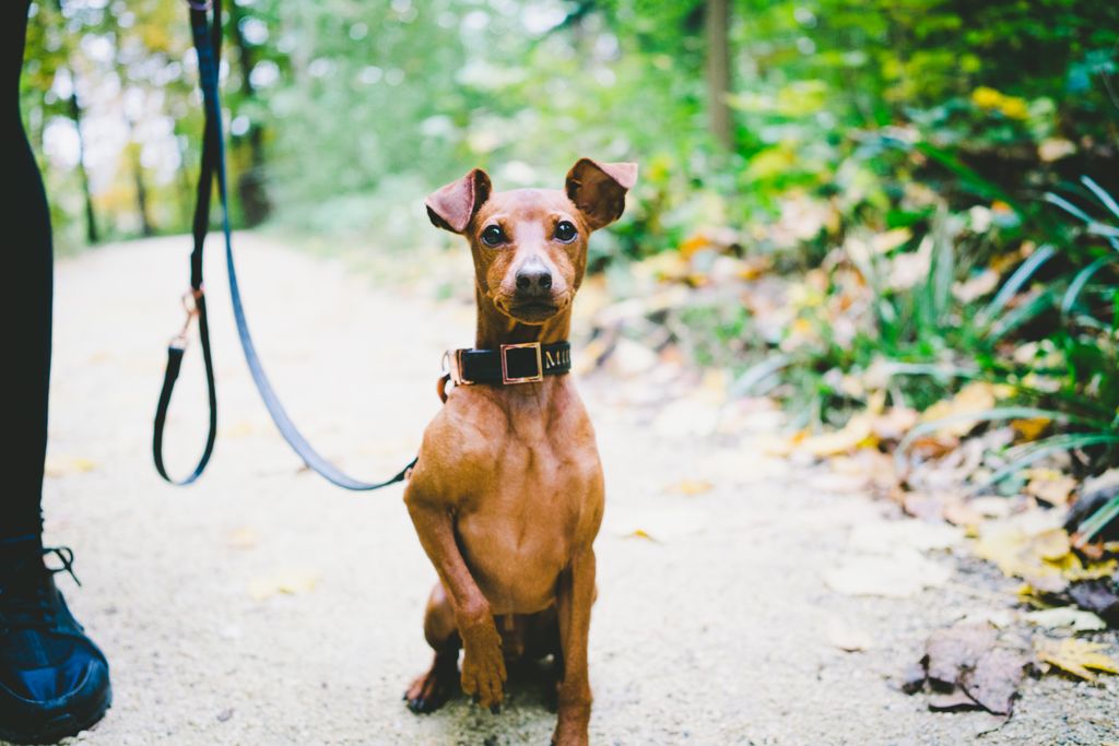 furriez_'s tweet photo. Take out the destructive energy with regular walks.
Book trained dog walkers around you. 
Get 10 % off for booking created before 30th feb. Visit https://t.co/pCHvMmTGCz or download app at https://t.co/XlN4OQNCTA https://t.co/eOgZDxemLx