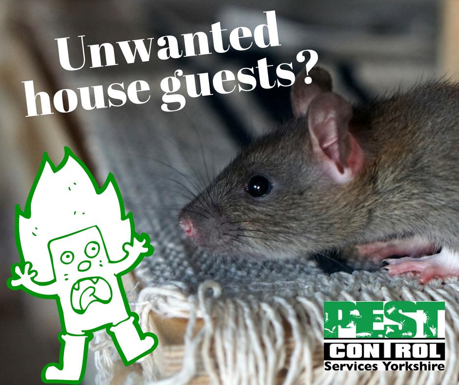 PestControlMike's tweet image. Are you living with unwanted house guests? Whether it's rats, mice or squirrels we can help! 
Rodents are some of the most adaptable creatures on the planet &amp;amp; can be extremely difficult to control so act quickly.
Call: 07912 576 896 #PestControl #Leeds #Ilkley #Otley