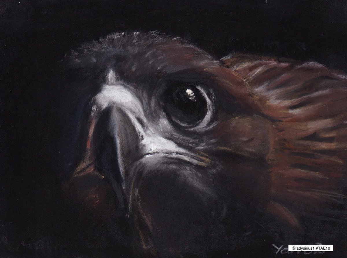 PAEartforacause's tweet photo. Managed to scan a few cards before heading to #Invernes this morning. Just blown away by this #artpostcard by #ScottishArtist @ladysirius1 Focus. That eye - it’s mesmerising. Just stunning. Thank you so much for supporting #twitterartexhibit and @artinhealthcare #artychat #art https://t.co/GWsajeYzxF