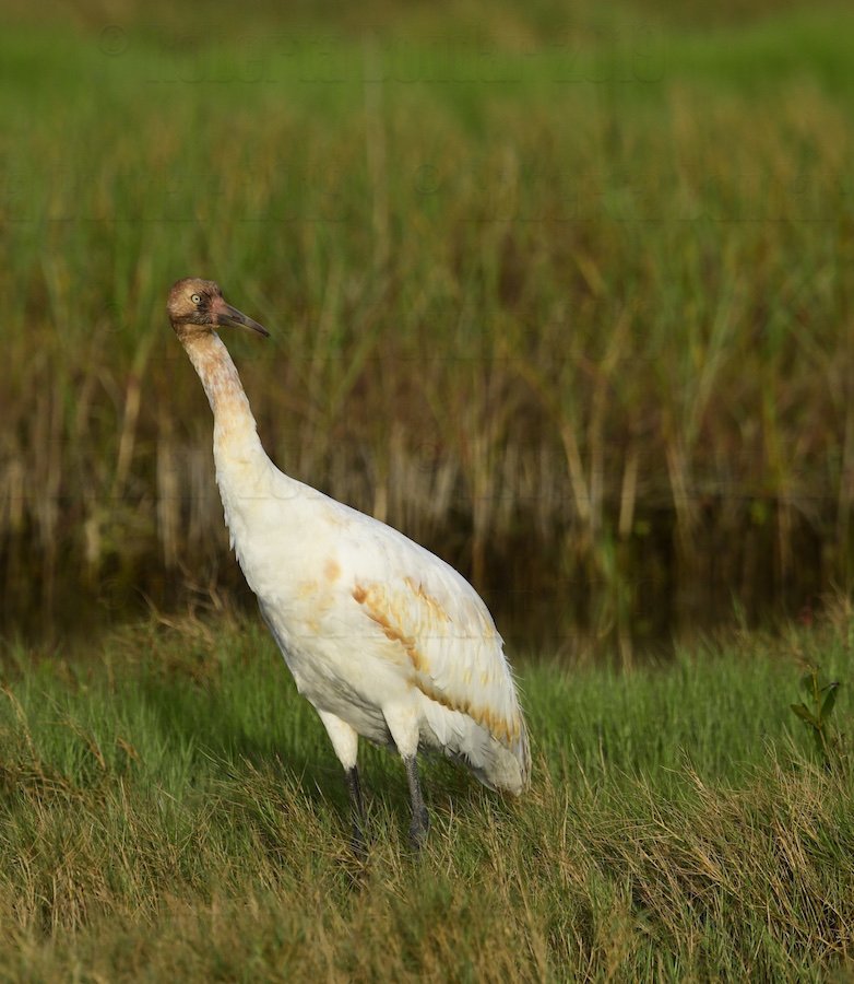 RBondarFdn's tweet image. A young #WhoopingCrane colt checks out its very own 🦀breakfast patch in #AransasNWR #wetlands 
#SpaceforBirds project bit.ly/2W3RUsf
#MigratoryBirds #SpeciesAtRisk @RobertaBondar @AMASSresearch @USFWSRefuges