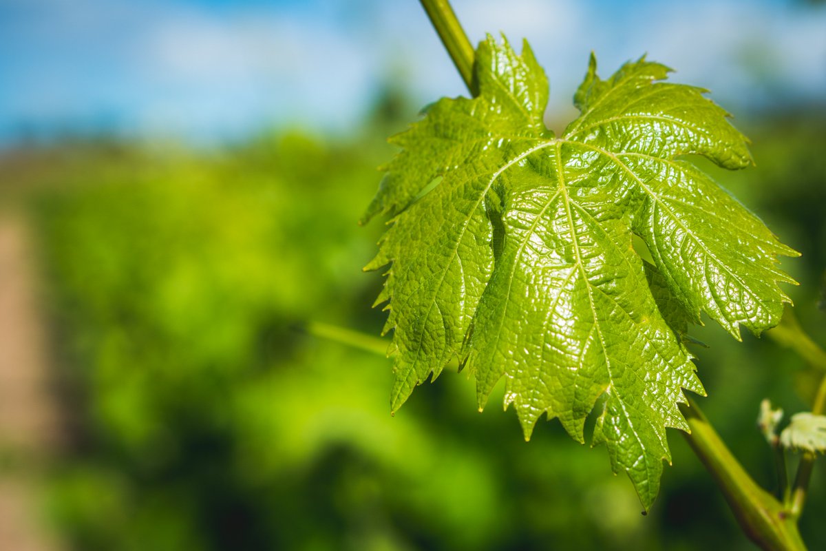mastersofwine's tweet photo. Thinking of applying for the #MWstudyprogramme? Our introductory course led by @BallesterosMw introduces the MW approach to the exam with a special focus on the writing and tasting skills required to become an MW. Weโre in Spain 7 & 8 April! https://t.co/niJc0IbTKj #mastersofwine https://t.co/noGkOsUZOq