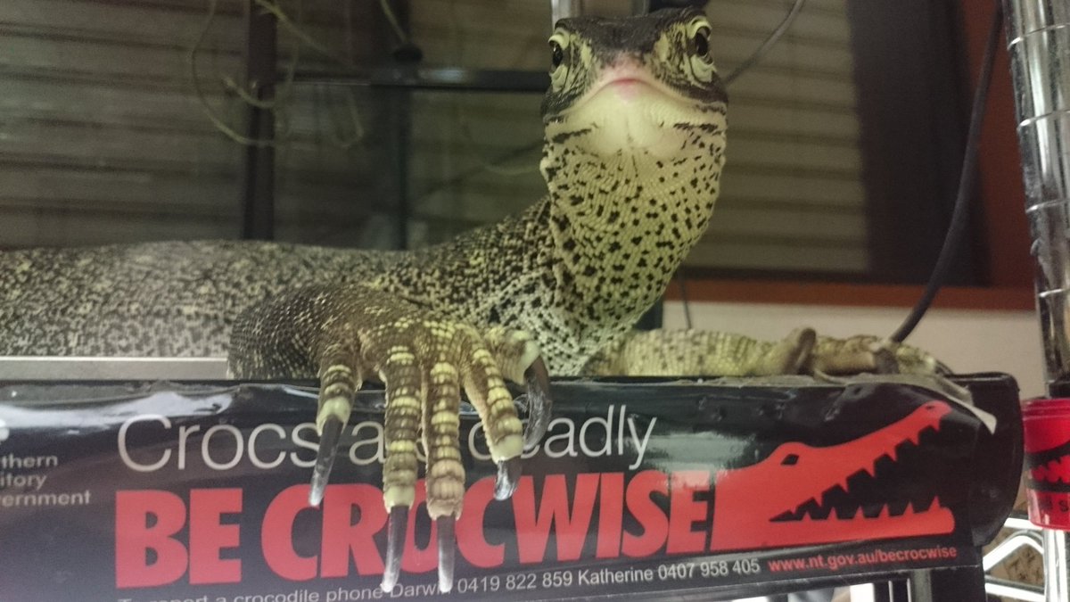 kemoren's tweet photo. Crocs are deadly #becrocwise https://t.co/Kso9zafdlw