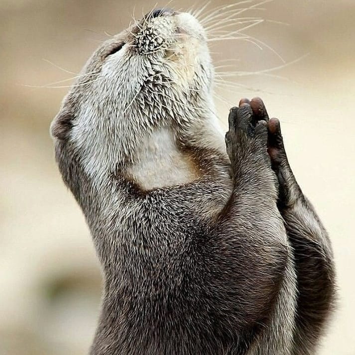 GF_Shop's tweet image. Thank God It's Friday. 🙏
@wildwoyages 
#govegan #greenfriday