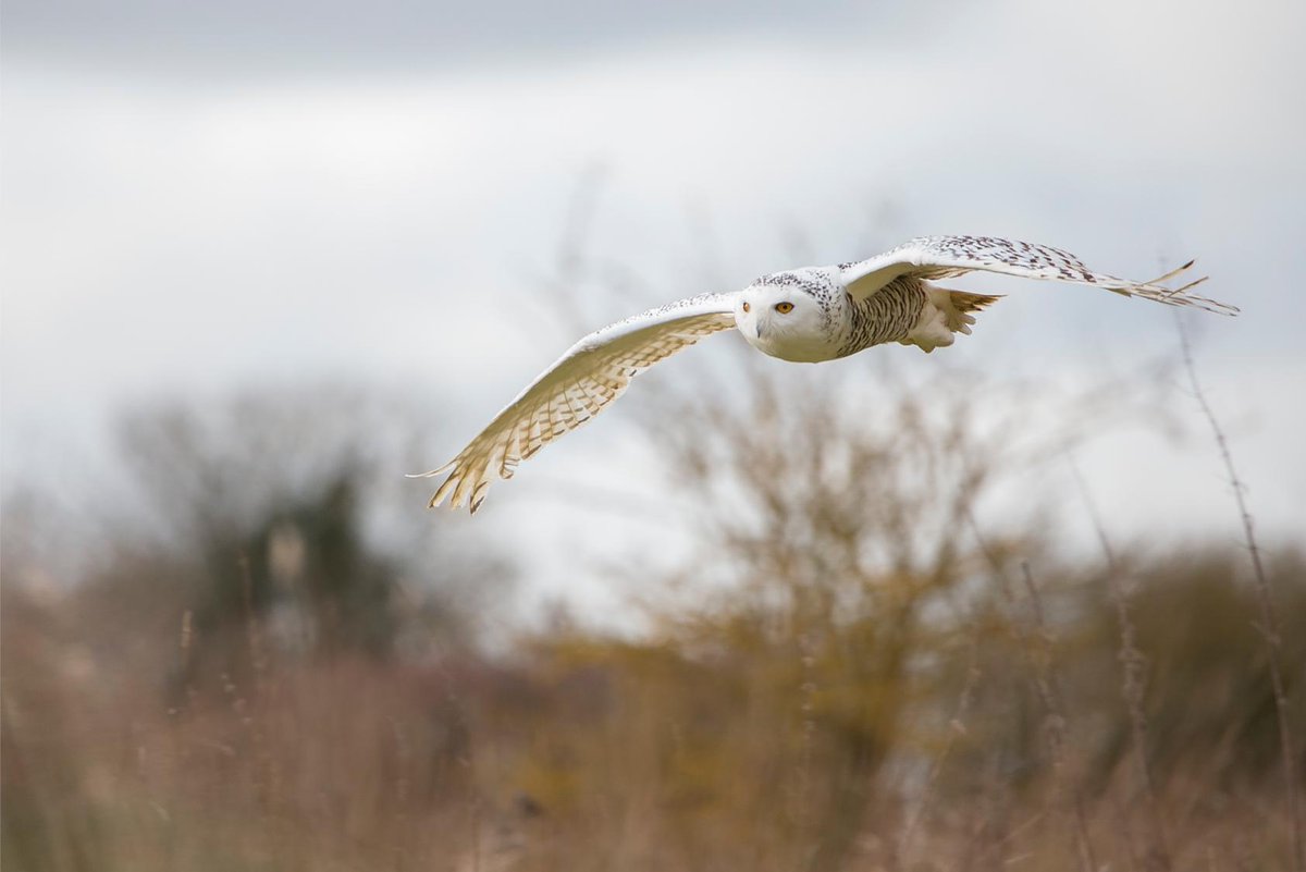 AFONature's tweet photo. Happy Friday AFONers! Here's our Pictures of the Week from Nick Proctor with a great collection of photos of birds of prey.
Check out our instagram for more of Nick's photos.
https://t.co/s6ewVOdXCF
#NowforNature #VisionforNature https://t.co/NfWdsBM8hc