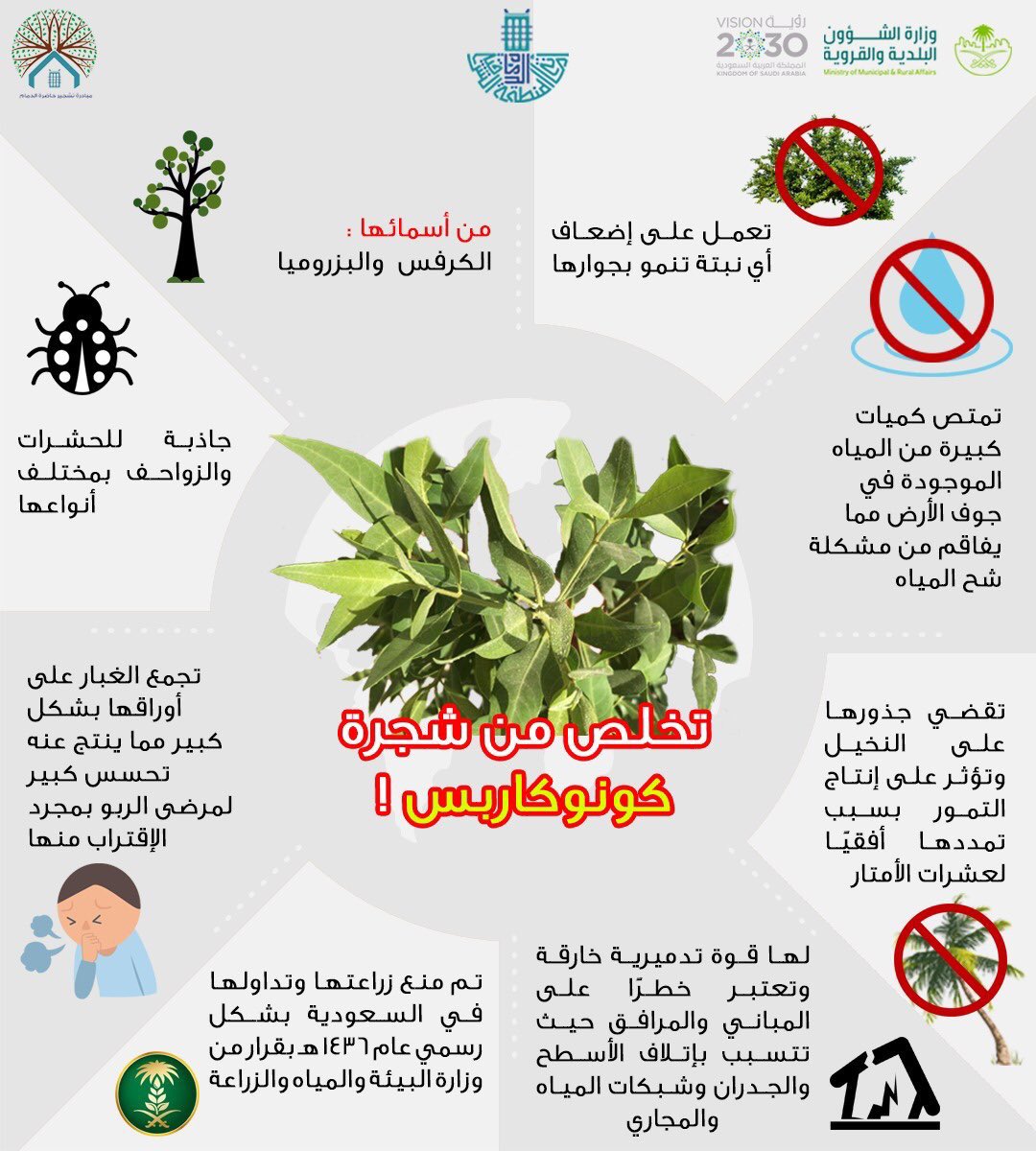 لازالت أكثر أشجار البلدية من هذا النوع للأسف #الرس
@Mun_Alrass @twaslalrss