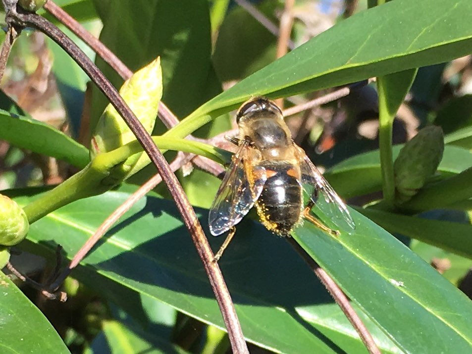 karen van westrenen tweet media