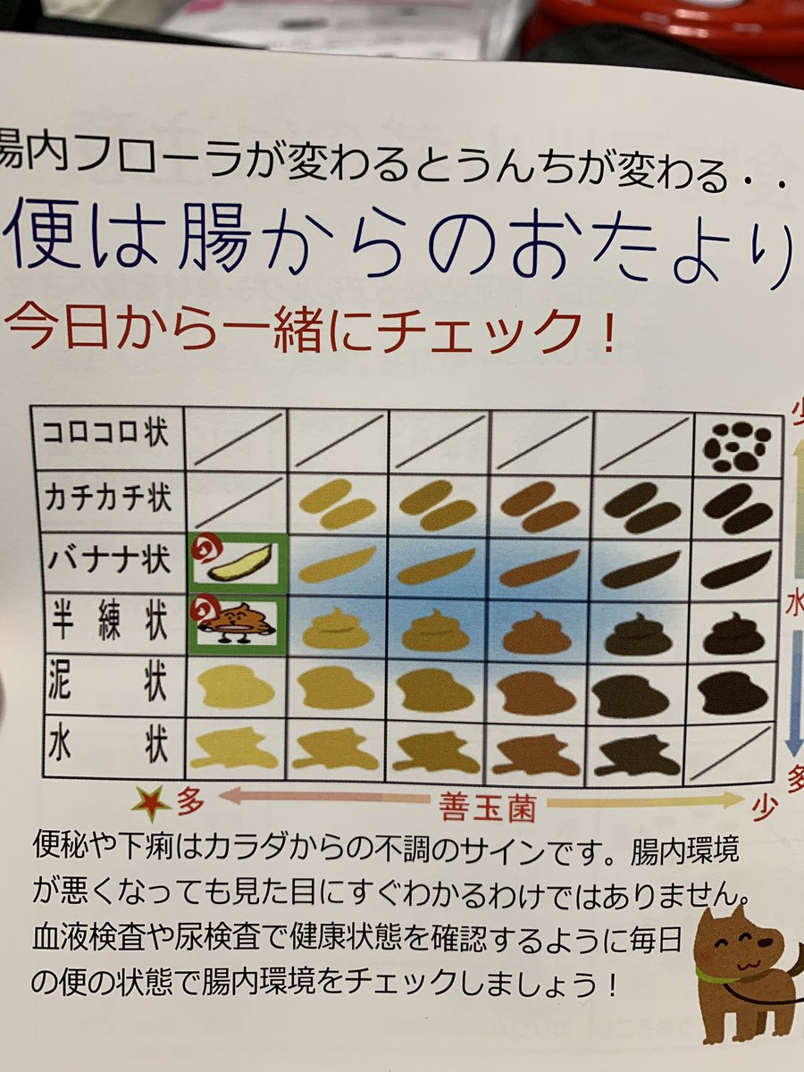 リクくん 3歳 マルプー あるかなぁ フード換えの影響 血便怖いですっ 今日はまだうんちしてないので うんちしたら観察してみます 診察室の声ってワードが聞こえてきちゃうとお耳がダンボになっちゃうことあります笑