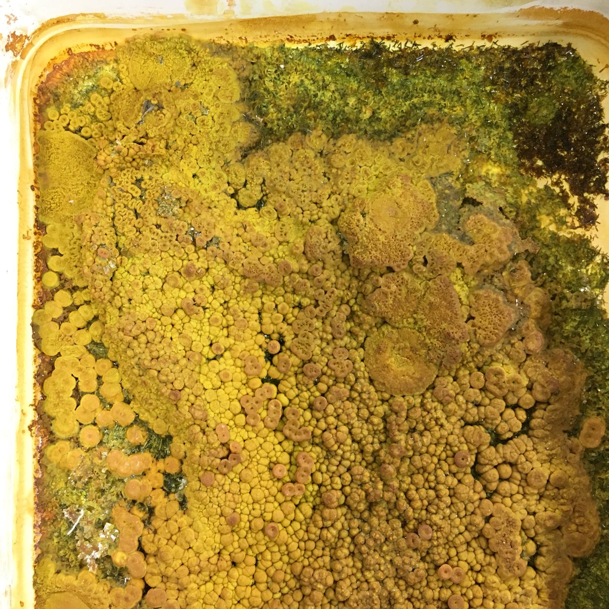 NNHSart's tweet photo. When you leave the ferric chloride etch solution and forget to clean it out... #science #etch #ferricchloride #metalsmithing #whoopsies #topographicalmap #fungus #reaction #chemistry #jewelry #chemicalreaction #mynextartwork #artandscience #wemakeartists #takeartmakeart https://t.co/oBHp8ReVXu