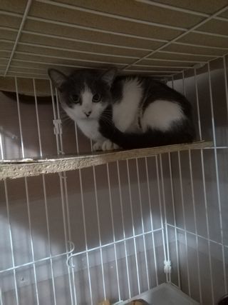 Little_Cats16's tweet photo. 【#Yuuさんの猫屋敷】〜今日のお山は。～
詳細→https://t.co/fytgUlRjhE
1～2枚目は、飼主さんを亡くし、保護されてからずっとご飯を食べてくれなかった「みさきちゃん」と、「がんちゃん」😢
3枚目は、おじいちゃんと思われる「ちゃーちゃ」、4枚目は歯肉炎が酷い「きぃこちゃん」😱
#リトルキャッツ https://t.co/brIoXezMns