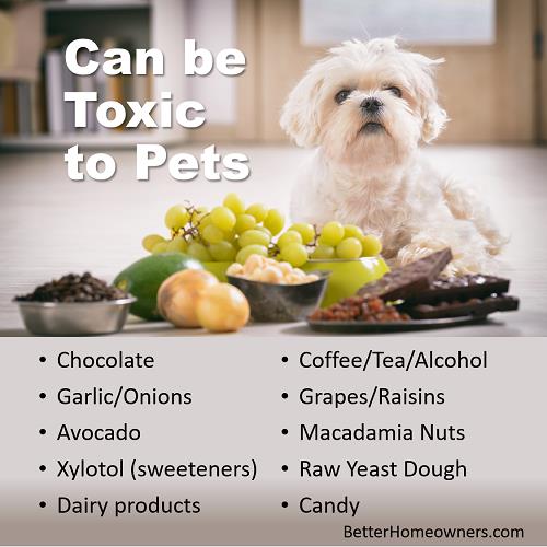 AtHomeInLou's tweet image. You'd never harm your "best friend" by giving them what you think is a "treat."