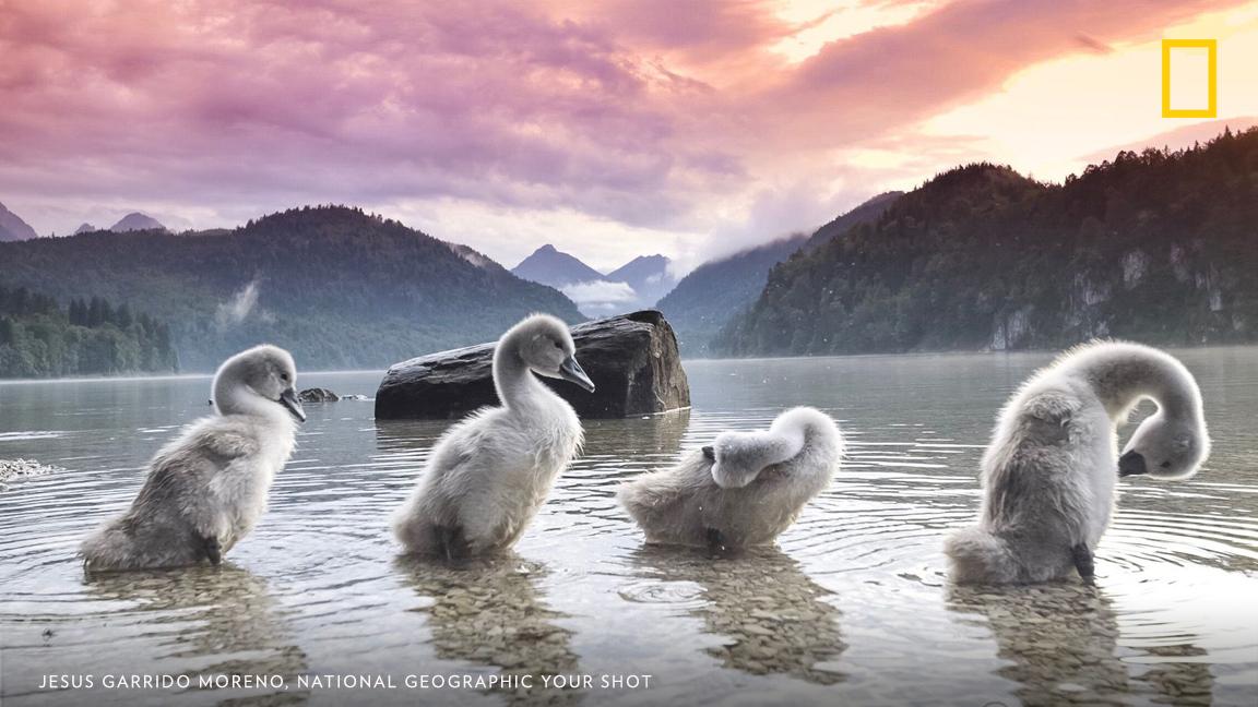 Waiting for just the right moment, Your Shot photographer Jesus Garrido Moreno captured this beautiful image of young swans in the Alps https://on.natgeo.com/2EafT24